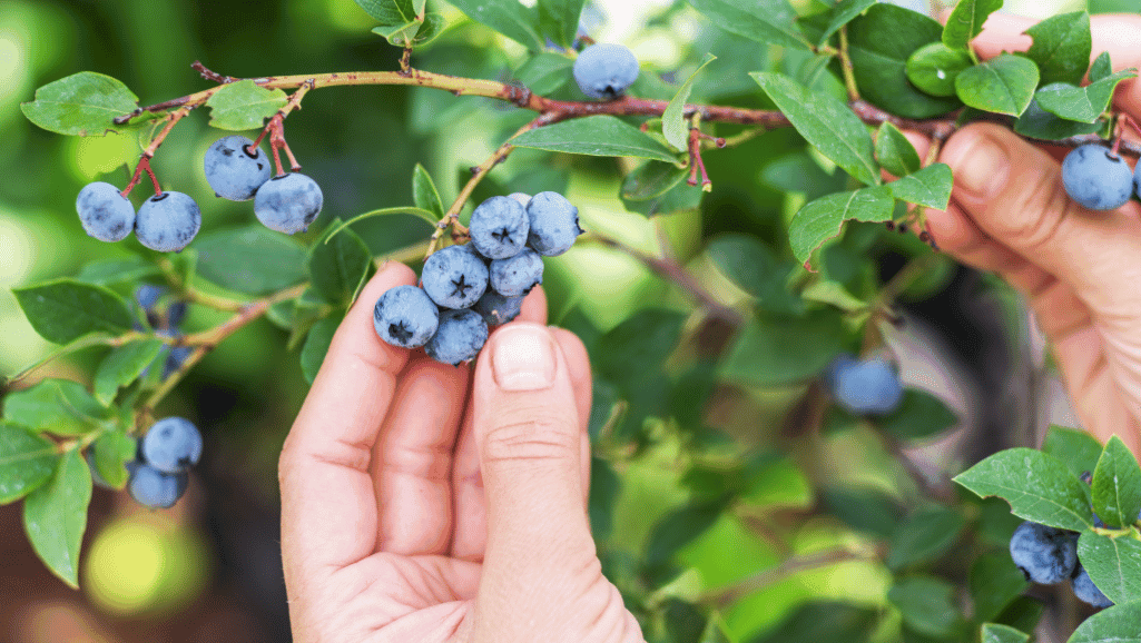 U-pick experience essentials