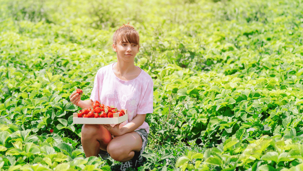 Seasonal fruits in California