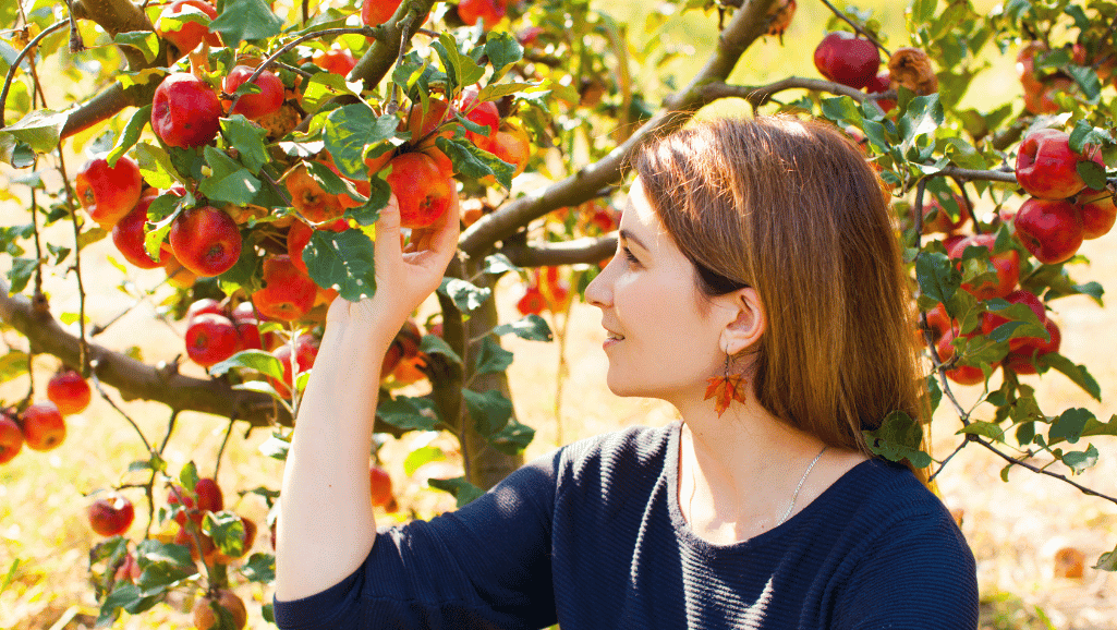 Fall harvest fruit gathering